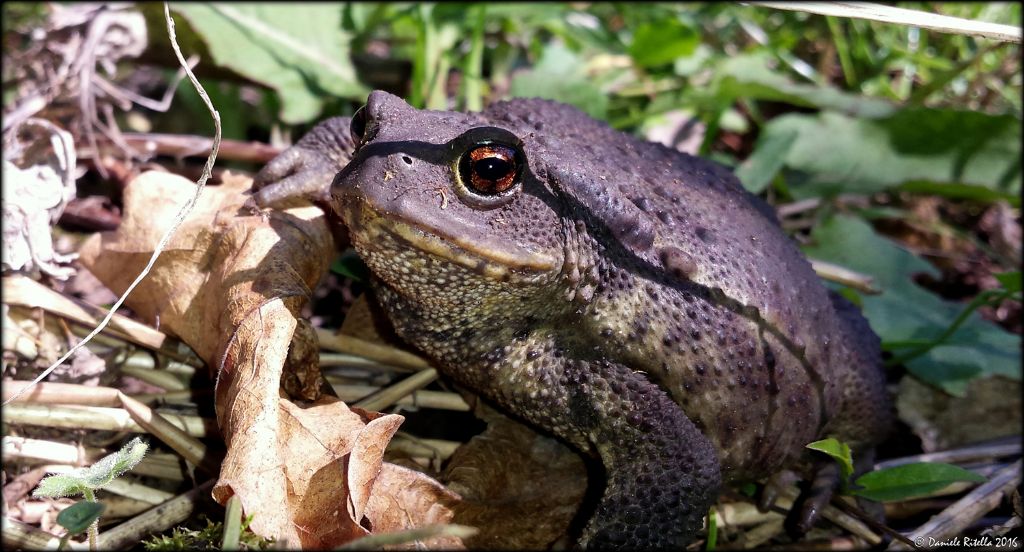 Una femmina di Bufo bufo!!!